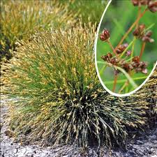 Attēlu rezultāti vaicājumam “Carex davalliana”