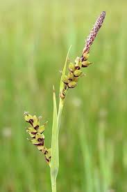 Attēlu rezultāti vaicājumam “Carex panicea”