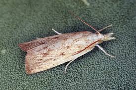 Attēlu rezultāti vaicājumam “Calamotropha paludella”