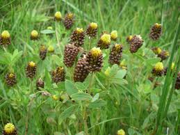 Attēlu rezultāti vaicājumam “Trifolium spadiceum flower”
