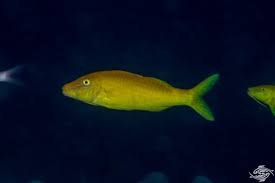 Image result for Parupeneus cyclostomus