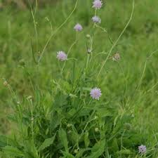 Image result for Knautia dipsacifolia
