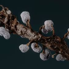 Attēlu rezultāti vaicājumam “Physarum compressum”