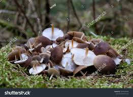 Attēlu rezultāti vaicājumam “Strobilurus esculentus”