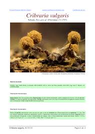 Attēlu rezultāti vaicājumam “Cribraria vulgaris”