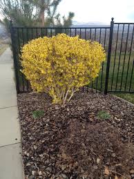 Attēlu rezultāti vaicājumam “Forsythia”