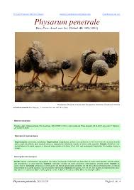 Attēlu rezultāti vaicājumam “Physarum penetrale”