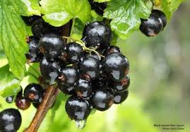 Attēlu rezultāti vaicājumam “Ribes nigrum fruit”