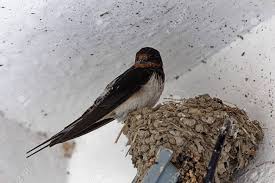 Attēlu rezultāti vaicājumam “Hirundo rustica nest”