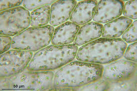 Attēlu rezultāti vaicājumam “Bryum schleicheri”