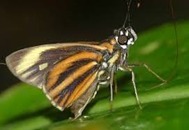 Attēlu rezultāti vaicājumam “Hesperiidae”