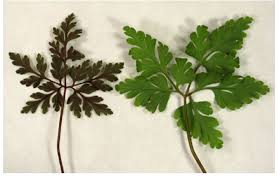 Attēlu rezultāti vaicājumam “Geranium robertianum leaf”