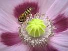 Opium poppy (Papaver - via Daymix