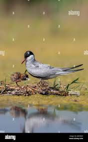 Attēlu rezultāti vaicājumam “Chlidonias hybrida”