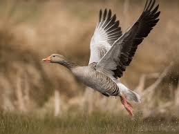 Attēlu rezultāti vaicājumam “Anser anser”