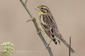 Image result for Emberiza aureola