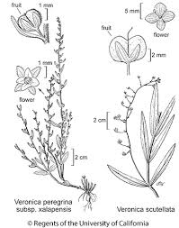 Attēlu rezultāti vaicājumam “Veronica scutellata flower”
