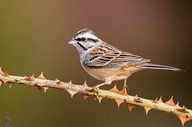 Image result for Emberiza cia