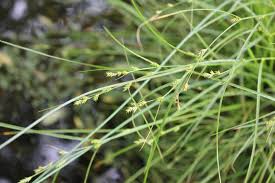 Attēlu rezultāti vaicājumam “Carex remota leaf”