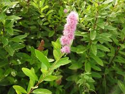Attēlu rezultāti vaicājumam “Spiraea salicifolia”