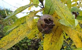 Attēlu rezultāti vaicājumam “Mespilus germanica leaf”