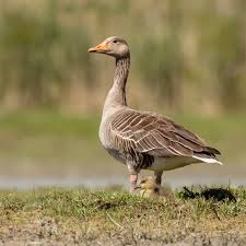 Attēlu rezultāti vaicājumam “Anser anser”