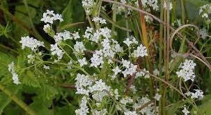 Attēlu rezultāti vaicājumam “Galium palustre”