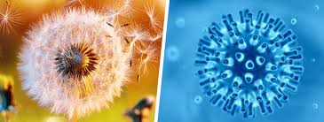 Attēlu rezultāti vaicājumam “pollen corona”