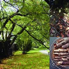 Attēlu rezultāti vaicājumam “Heterotrichia insignis (syn. Arcyria insignis) macro”