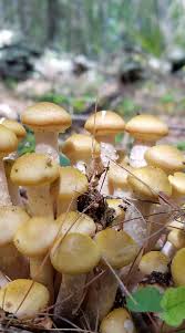 Attēlu rezultāti vaicājumam “Armillaria mellea”