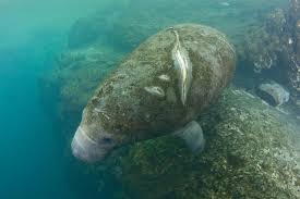 Image result for Manunitid