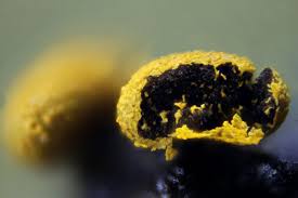 Attēlu rezultāti vaicājumam “Physarum obscurum macro”