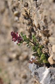 Image result for Fumaria officinalis