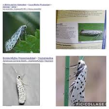 Attēlu rezultāti vaicājumam “Yponomeuta evonymella imago”