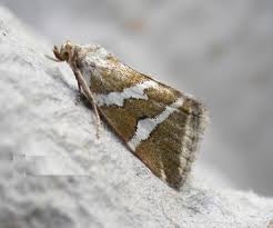 Attēlu rezultāti vaicājumam “Deltote bankiana”