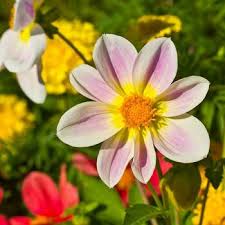 Image result for Dahlia x pinnata `Decorative Giants`