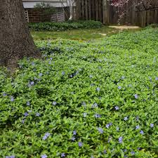 Attēlu rezultāti vaicājumam “Vinca minor leaf”