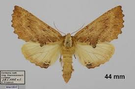 Attēlu rezultāti vaicājumam “Ptilodon capucina imago”