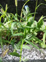 Attēlu rezultāti vaicājumam “Anchusa arvensis”