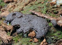 Attēlu rezultāti vaicājumam “Tubifera ferruginosa (subsp. ferruginosa)”