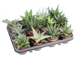 Image result for Haworthia mix