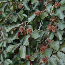 Attēlu rezultāti vaicājumam “Fagus sylvatica fo. purpurea fruit”