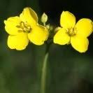 Attēlu rezultāti vaicājumam “Sinapis arvensis flower”