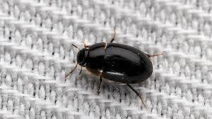 Attēlu rezultāti vaicājumam “Hydrophilidae”