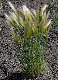 Attēlu rezultāti vaicājumam “Hordeum jubatum”