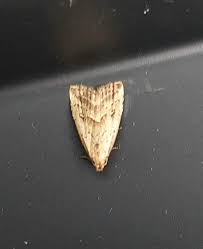 Attēlu rezultāti vaicājumam “Hypenodes humidalis”