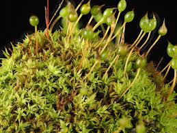 Attēlu rezultāti vaicājumam “Zygodon rupestris”