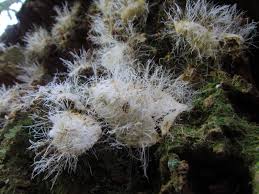 Attēlu rezultāti vaicājumam “Tilachlidium brachiatum”