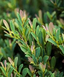 Attēlu rezultāti vaicājumam “Diderma cingulatum young”