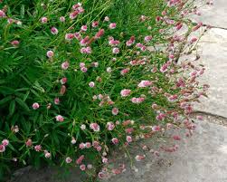 Attēlu rezultāti vaicājumam “Sanguisorba officinalis flower”